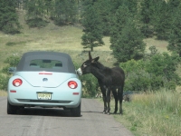 Feral donkey